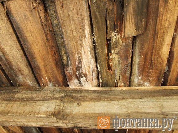 Белая плесень буквально «выедает» внутренность деревянных балок